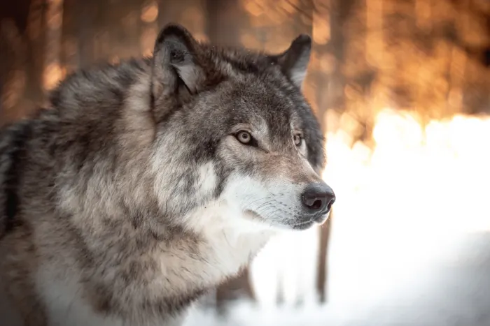 Top 7 Dog Breeds That Look Like Wolves