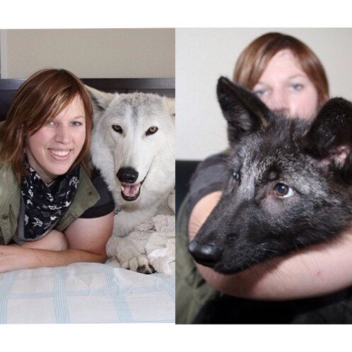 Wolf Advocate Decides to Give Up Everything and To Live With her Wolf Dogs