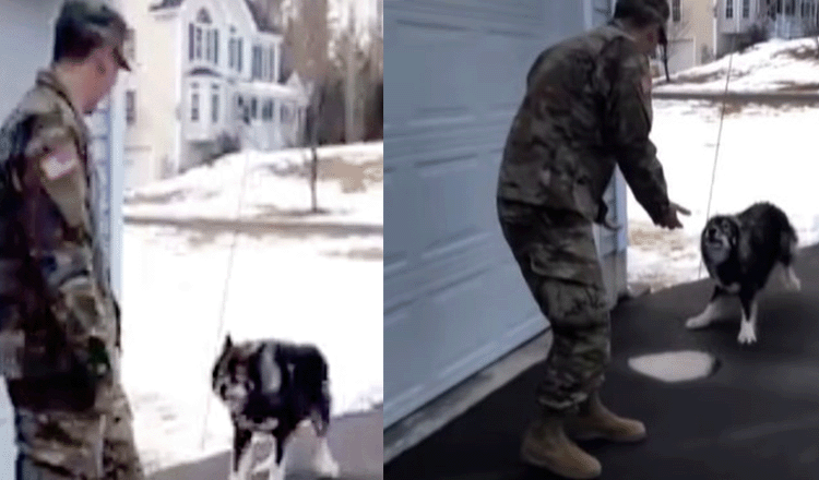 Wolf-Dog Barks At Stranger And Didn’t Recognize His Military Dad He’s Been Missing