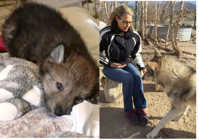 Woman Found Wolf Puppies Who Were In a Terrible Shape! Here Is What She Did