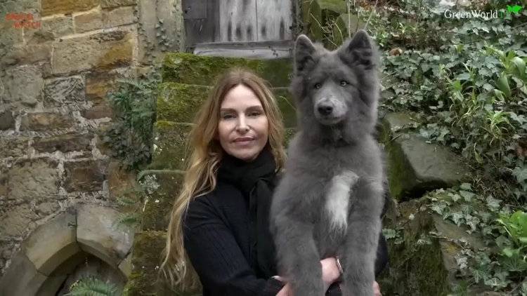 Woman invents her own ‘wolf’ dog breed after struggling to find perfect pet