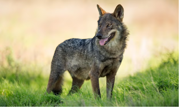 ‘Shameful loss’: wolves declared extinct in Andalucía