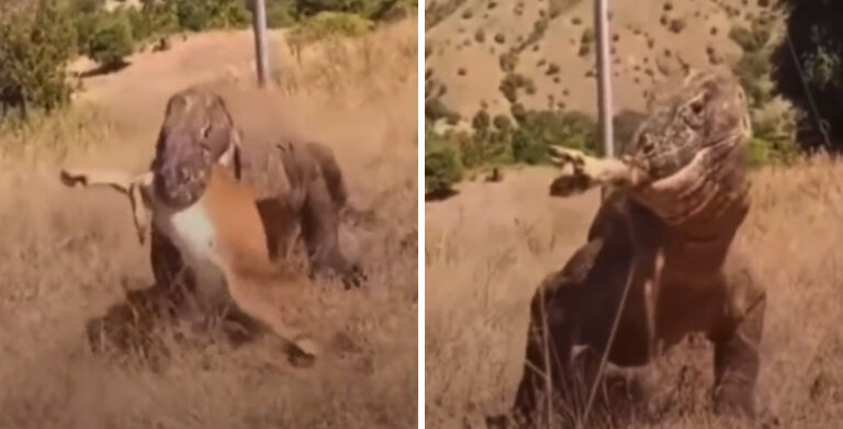 Beyond Wild: Heart-stopping Video Shows Komodo Dragon Swallowing A Deer Whole