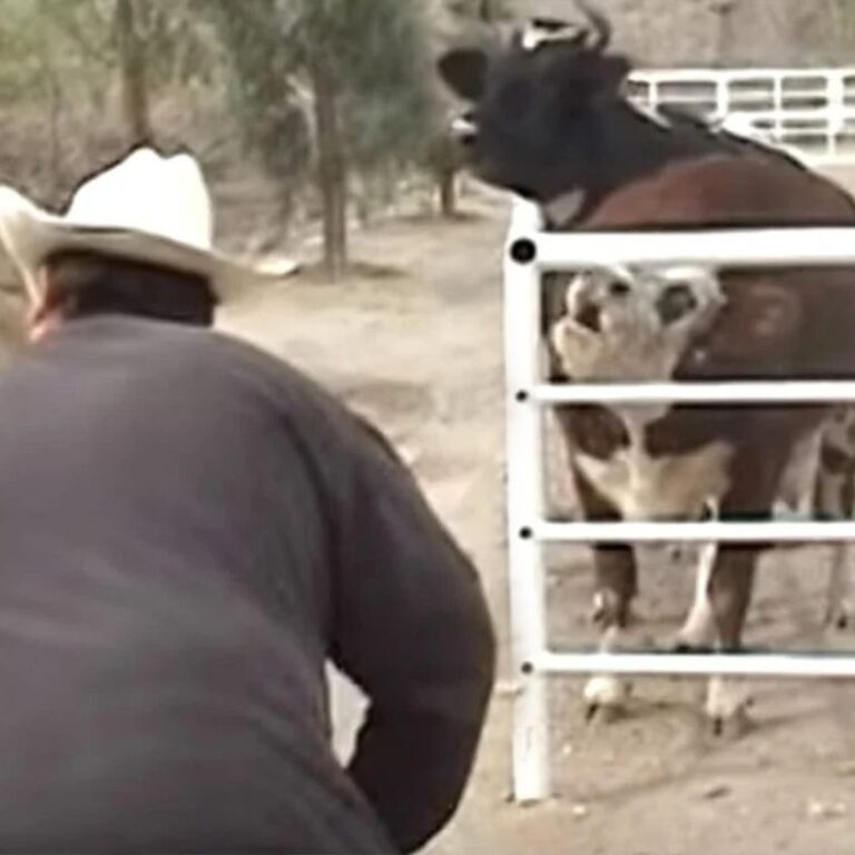 Cow cries constantly for missing baby, then looks through the fence and loses control