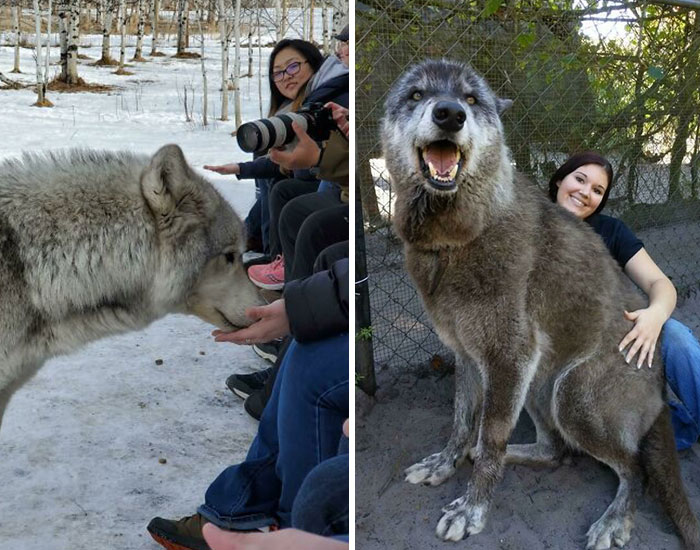 10 Wolf-Like Dogs That Are Actually Just Big Floofs
