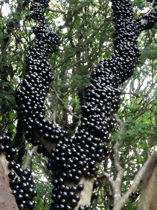 Jabuticaba Fruit: A Powerful Natural Remedy with Numerous Health Benefit