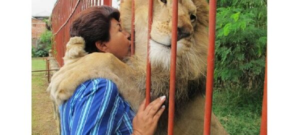 A touching farewell between a lion and his savior after being close friends for over 20 years