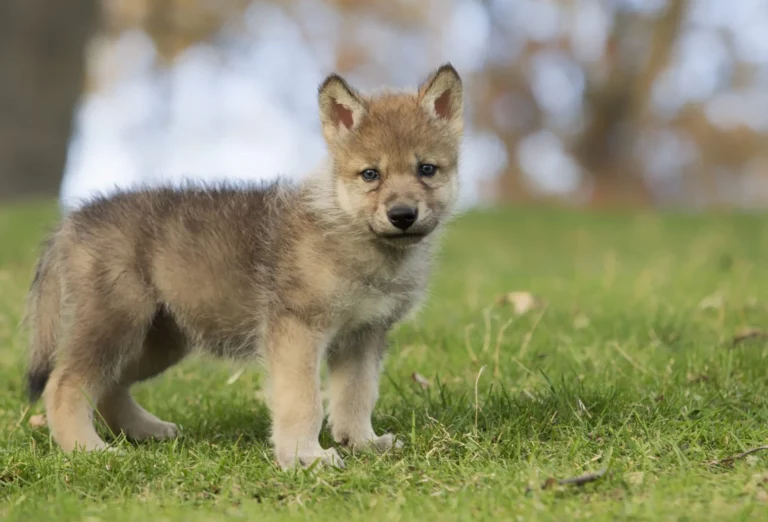 Kratt Brothers Teach Wolf Pup to Howl in Precious Viral Video