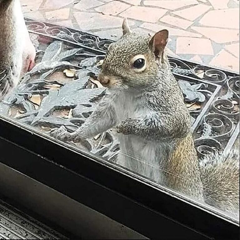 Daily, a squirrel taps on the window of a house: It took eight years to comprehend her message