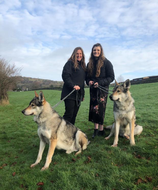 South Lake District’s Walking with Wolves Experience is one of Cumbria’s top tourist attractions