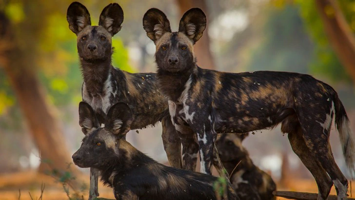What’s in a name? Why we call them painted wolves