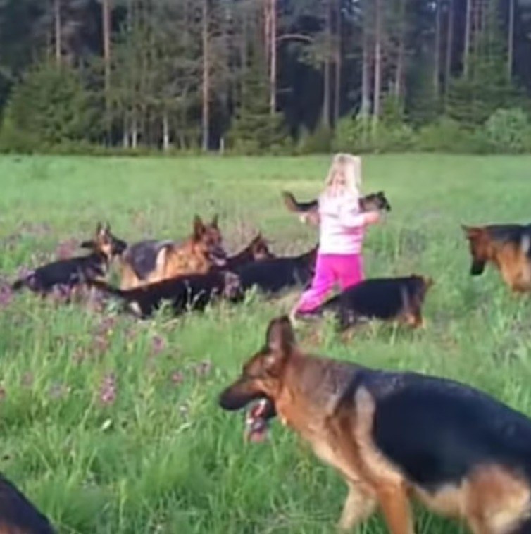 A young girl was surrounded by 14 dogs. The moment the girl raised her hands to the skies, a miraculous event took place.