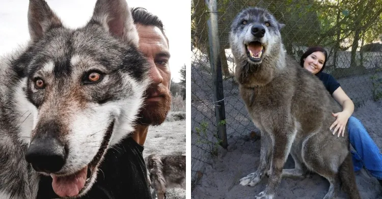 15 Stunning Wolfdogs Who May Be Big, But Are Anything But Bad