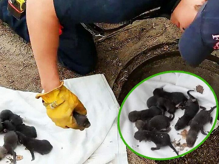 Firemen save 8 Labrador pups from drain: Then they realise they’re not dogs at all