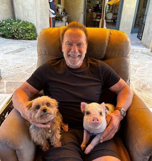 Arnold Schwarzenegger has an adorable pet pig: meet Schnelly