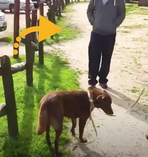 Dog Didn’t Recognize Her Dad After Being Lost For 3 Years, Then Dad Crouched