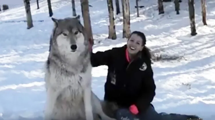 HUGE Wolf Approaches Woman From Forest, But Pay Attention To His Next Move… Adorable!