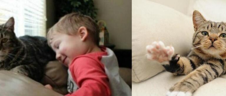How the brave cat saved the boy from the dog