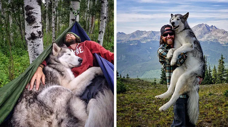 Man Captures 18 Astounding Pics Of Wolfdog In America’s Most Gorgeous Locations.