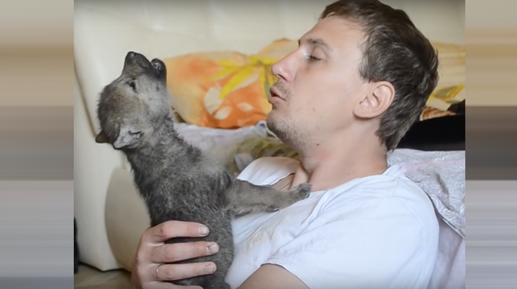 Man Captures Tiny Wolf Pups Learning To Howl For First Time In Adorable Video.