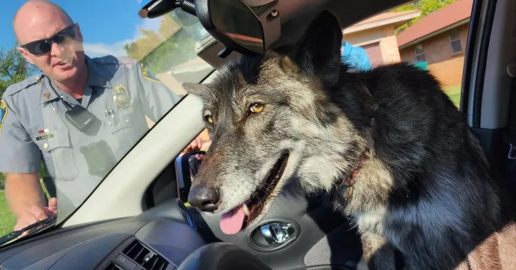 “The Big Bad Wolf?” Cops Show Up To Find “Cuddly Puppy” Missing Her Human Instead.