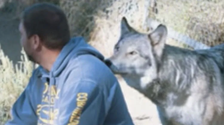 Rescued Wolves Meet Veterans With PTSD, Their Reaction To One Another Is Truly Beautiful.