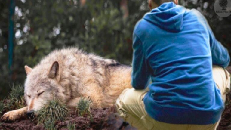 The young man saved the wolf cub, and a year later the wolf repaid the debt