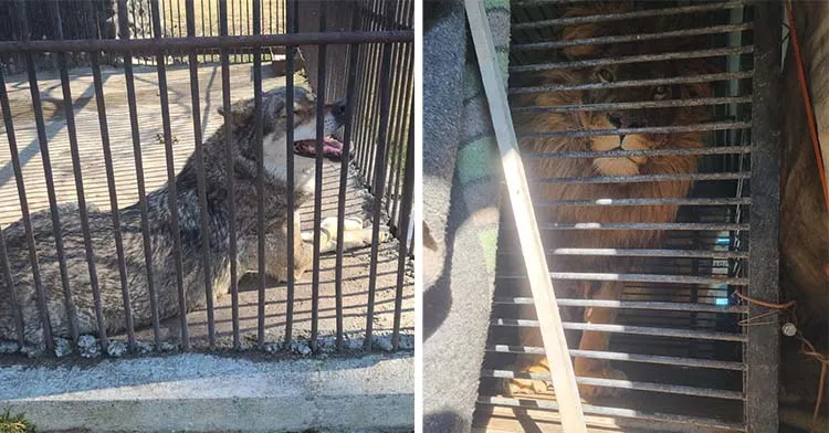 “This Is What We Do.” 3 Brits Go On Epic Road Trip To Rescue Ukrainian Lion And Wolf.