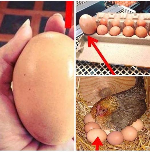Farmer finds giant egg but what was inside was even more puzzling