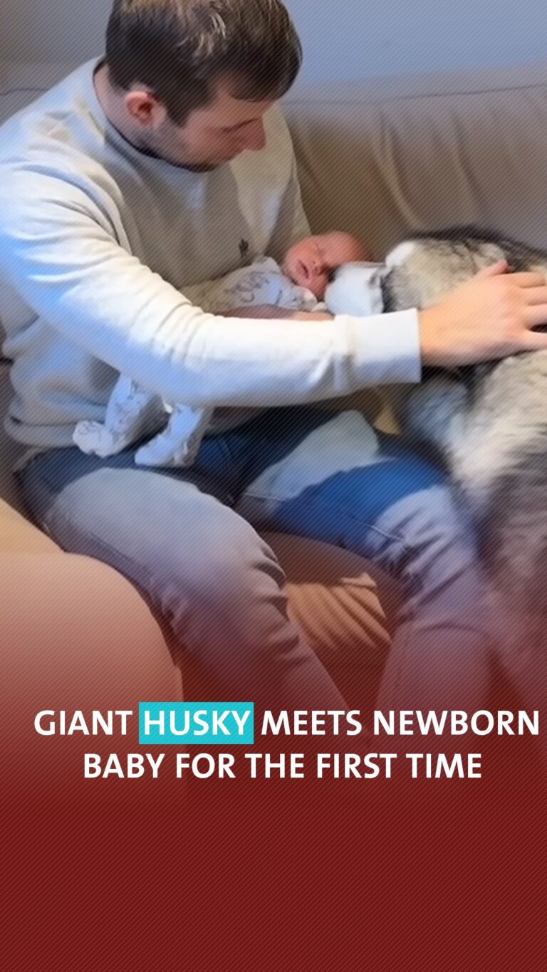 Giant husky meets newborn baby for the first time