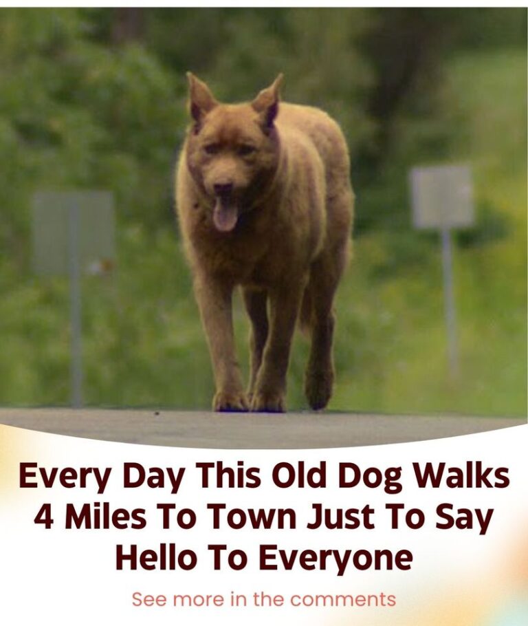Every Day This Old Dog Walks 4 Miles To Town Just To Say Hello To Everyone
