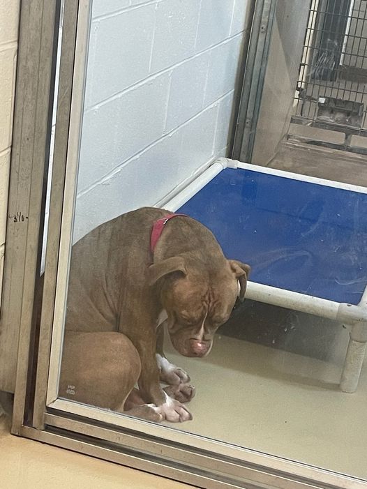 A Heartbreaking Photo: Shelter Pit Bull “Losing Hope” After Adoption Setbacks