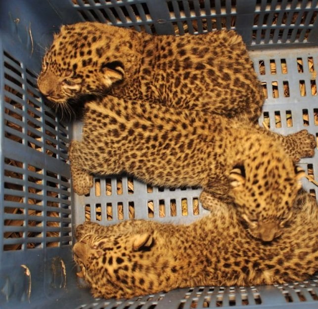 Farmers found leopard babies in the field – they were crying and looking for their mother (video)