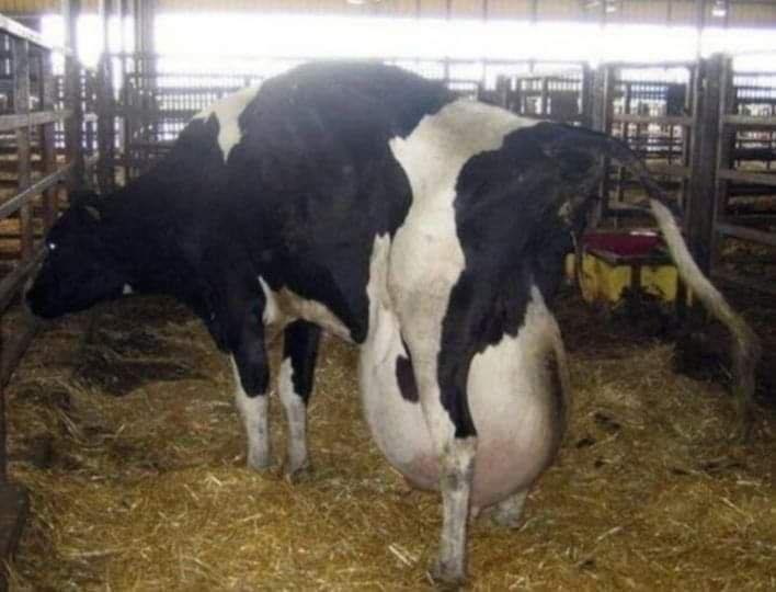 Farmers Were Shocked When They Saw What The Cow Gave Birth To