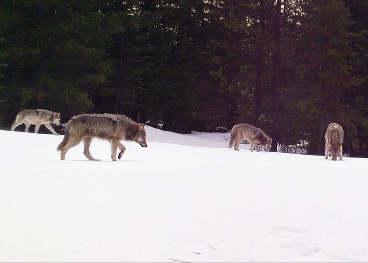 Three gray wolves found dead in Oregon, $50k reward for information leading to arrest