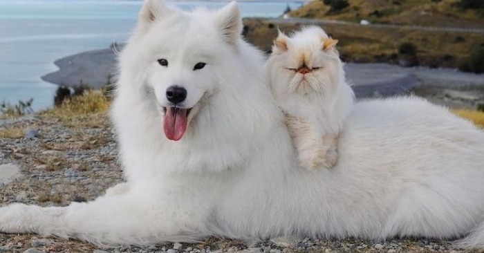 Unlikely but Adorable: Heartwarming Friendship Between Dog and Cat Defies Ancient Beliefs