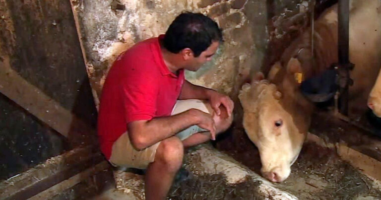 Bull was chained up his whole life – now watch when this animal hero cuts the lock