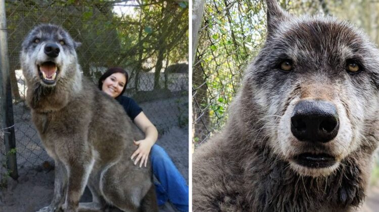 When The Owner Could No Longer Handle Him, The Wolfdog Was Abandoned at a Kill Shelter; Fortunately, a Sanctuary Saved Him