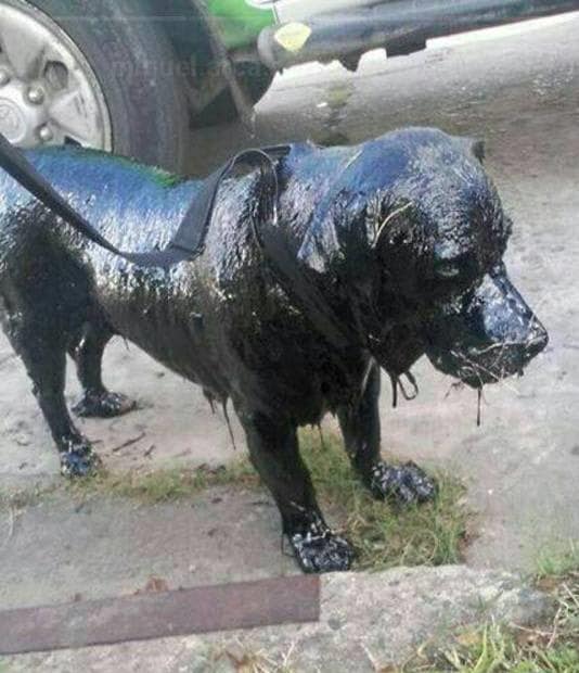 A Dog’s Transformation: From Tar-Covered to a Stunning Recovery