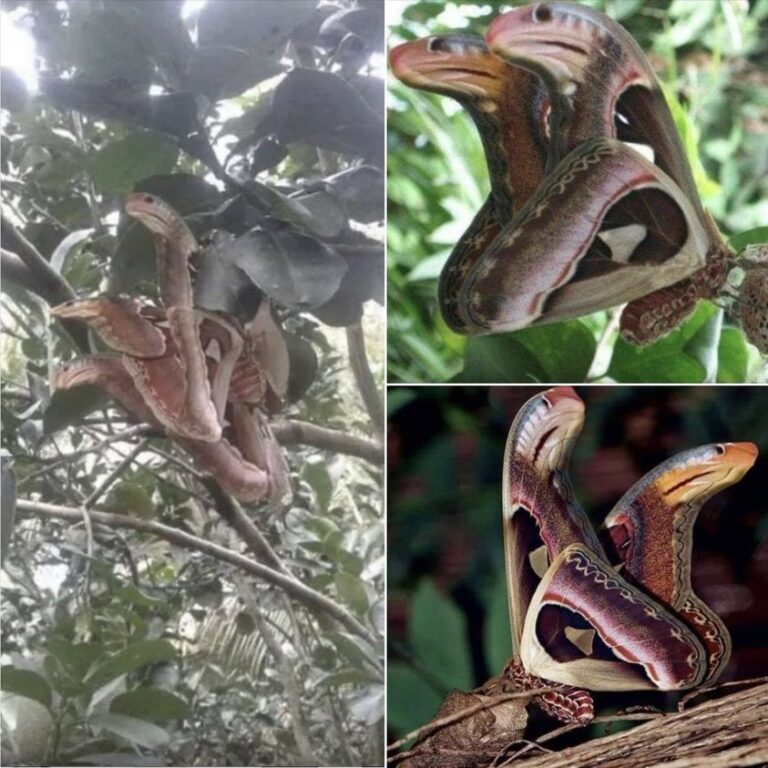 Incredible Optical Illusion: The Not-So-Angry “Snakes” in a Tree