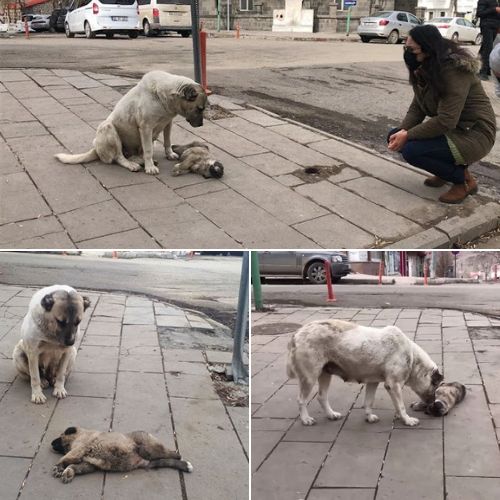 The mother dog cried next to her deceased puppy, determined to protect it from anyone who came near