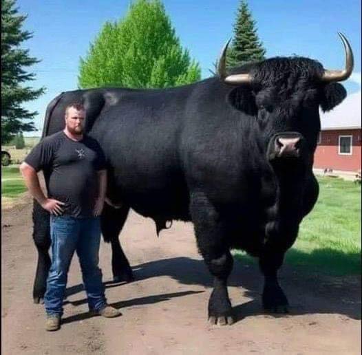 I recently spent $6,500 on this registered Black Angus bull