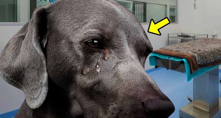 This Dog Cried When Vet Said He Had Only 1 Hour to Live. Then the Unthinkable Happened