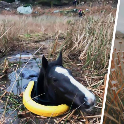 Man Rescues Trapped Wild Horse; Its Gesture of Gratitude is Unbelievable