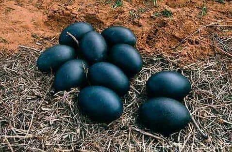 A Farmer Discovered Black Eggs and Couldn’t Believe What Hatched!