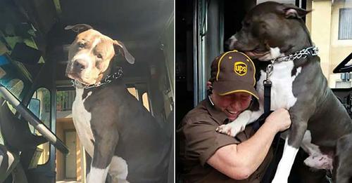 UPS driver, who forms bond with pit bull while on delivery route, adopts him after owner dies