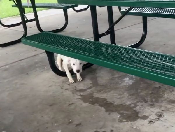 Puppy was left tied to park picnic table in the rain — rescuers save him