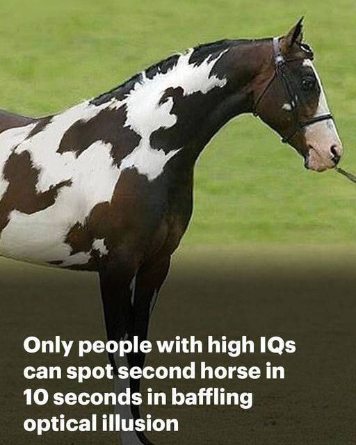 Only Those With High IQs Will Spot The Second Horse in This Head Scratching Optical Illusion