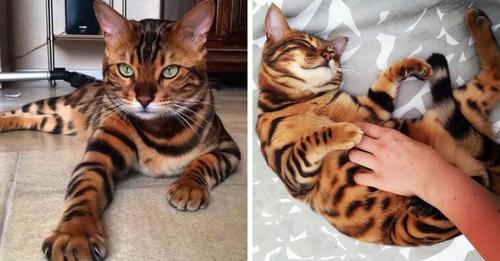 Meet Thor, the most beautiful bengal cat in the world!