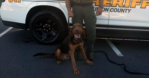 K9 bloodhound tracks scent to help autistic, non-verbal boy get home